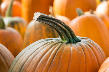 Wall Mural - Closeup of autumn pumpkins at the pumpkin patch