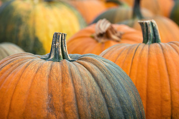 Wall Mural - Closeup of autumn pumpkins at the pumpkin patch