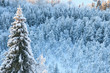 Winter taiga forest view