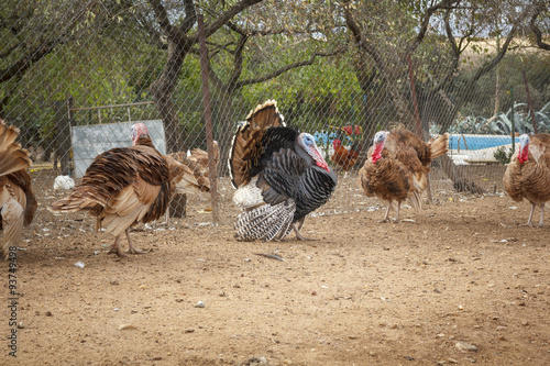 Fotografie, Obraz Pavo de corral. Pavo en la granja. Pavos para acción de gracias.