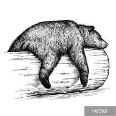 Sticker - engrave bear illustration