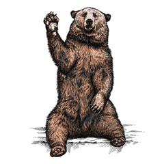 engrave bear illustration