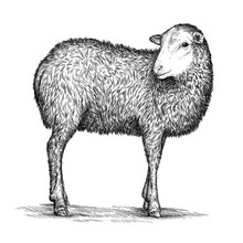 Engrave Isolated Sheep Illustration