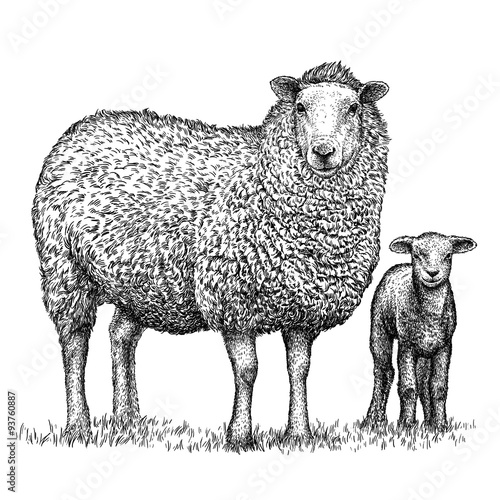 Cuadros en Lienzo engrave isolated sheep illustration