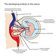 © doethion - Fully labeled diagram of embryo developing in the uterus