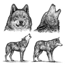 Engrave Wolf Illustration