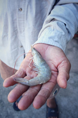 Canvas Print - Fresh shrimp