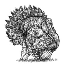 Engrave Turkey Illustration