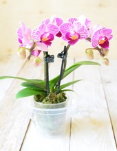 Mini Phalaenopsis Pink And White Orchid