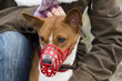 Basenji dog in a muzzle for coursing