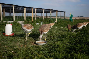 Canvas Print - Great bustard, Otis tarda