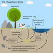 the phosphorus Cycle