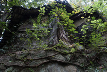 An Old Rotten House Covered With Ivy