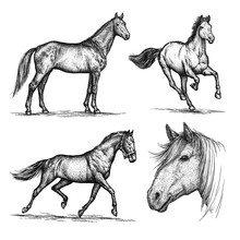 Engrave Horse Illustration