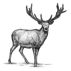 Wall Mural - engrave deer illustration