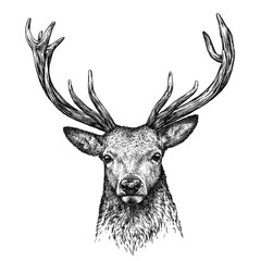 engrave deer illustration