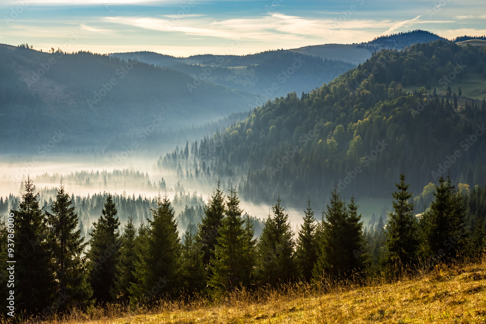 coniferous forest in foggy Romanian mountains at sunrise - obrazy, fototapety, plakaty 