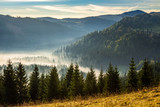Fototapeta Fototapeta las, drzewa - coniferous forest in foggy Romanian mountains at sunrise