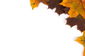 Wall Mural - bright autumn leaves of a maple on a white background
