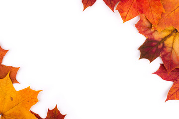 Wall Mural - bright autumn leaves of a maple on a white background