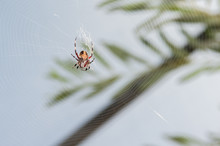 Garden Spider Lying In Wait On Web