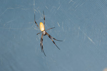 Macro View Of Golden Orb Weaver Spider On Web