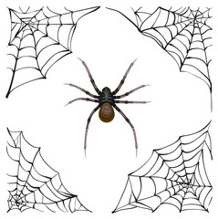 Wall Mural - spiderweb. big spider web. scary spider of web. poison spider