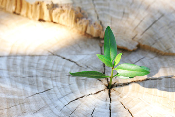 Beautiful seedling growing in the center trunk as a concept of new life