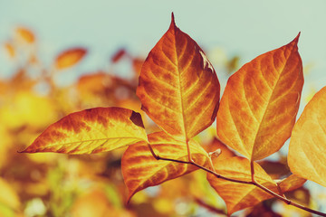 Wall Mural - golden red autumn leaves against blue sky