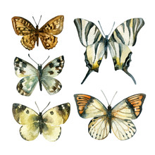 Watercolor Butterfly Set