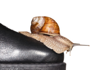 Wall Mural - Snail on boot toe