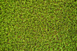 Rasen Gras Textur Künstlich Rasenfläche