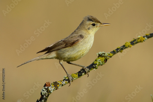 Fotografía Melodious warbler (Hippolais polyglotta), perched on a branch