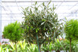 Olive tree in greenhouse, close-up