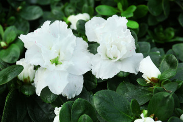 Poster - Beautiful rose flowers, close-up, on green background