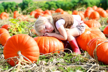 cute kid picking pumpkins on a farm in thanksgiving holiday season. little girl playing at halloween