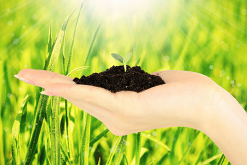 Wall Mural - Young plant in hands with soil on green grass background