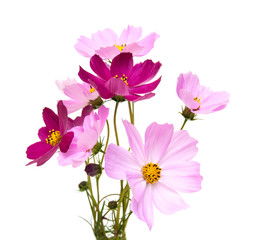 Wall Mural - Cosmos flowers