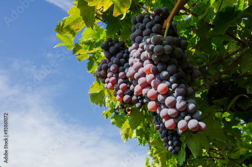 Foto Vendemmia, grappoli di uva rossa per amarone in veneto a Verona