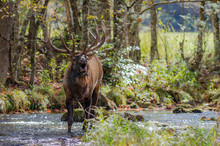 Elk Bugling While Standing In Creek
