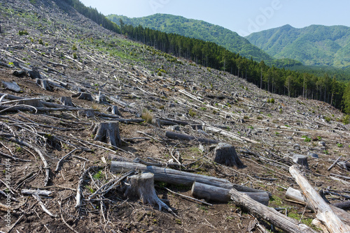 森林伐採 環境破壊 地球温暖化 Stock Photo Adobe Stock