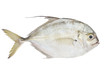 Pompano fish
