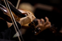  The Hands Of Violinists In A Symphony Orchestra