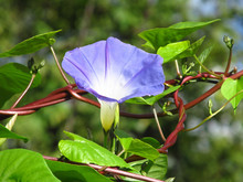 Closeup Of Beautiful Purple Bloom Of Bindweed