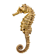 Dried Seahorse Isolated On White