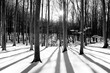 Sun in the wood between the trees strains in winter landscape in black and white