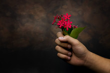 Still Life Of Hand Holding Red Flower On Dark Background
