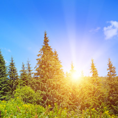 spruce forest on the hillside