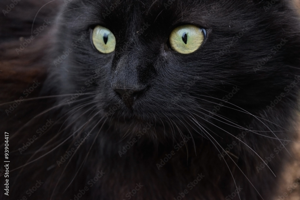 Wall Murals Portrait Of A Beautiful Black Chantilly Tiffany Cat At Home Nikkel Art Wall Murals Portrait Of A Beautiful Black Chantilly Tiffany Cat At Home Nikkel Art