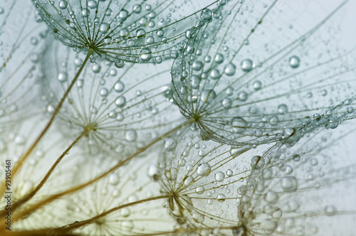 Naklejka na szybę dandelion